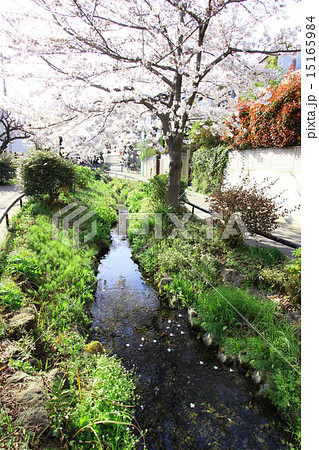 北沢川緑道の桜 15165984