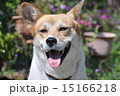 犬 15166218