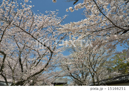 醍醐寺の桜 15166251