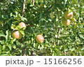 りんご 15166256