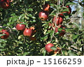 りんご 15166259