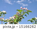 リンゴの花 15166262