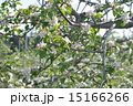 リンゴの花 15166266