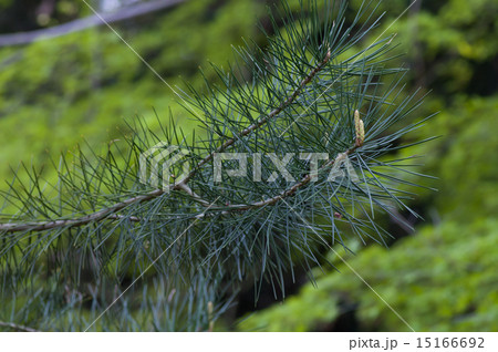 三鈷の松 三鈷の松 15166692