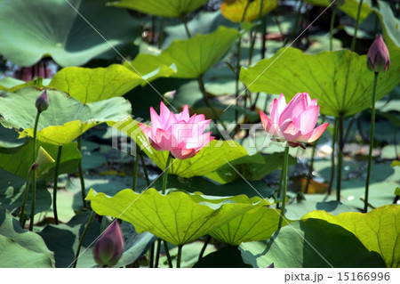 pink lotus on pond pink lotus on pond 15166996