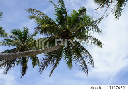 南の島の空 15167026