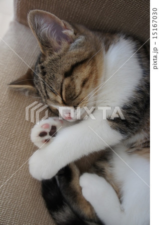 居眠り猫の写真素材