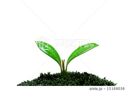 苔の上に双葉 苔の上に双葉 15168036