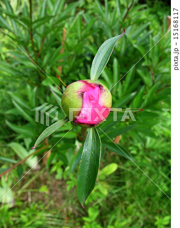 Bud peony (Paeonia) Bud peony (Paeonia) 15168117