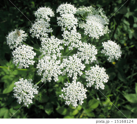 Goutweed Common (Aegopodium podagraria), Goutweed Common (Aegopodium podagraria), 15168124