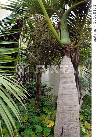 トックリヤシモドキの写真素材