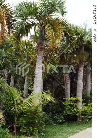 トックリヤシモドキの写真素材