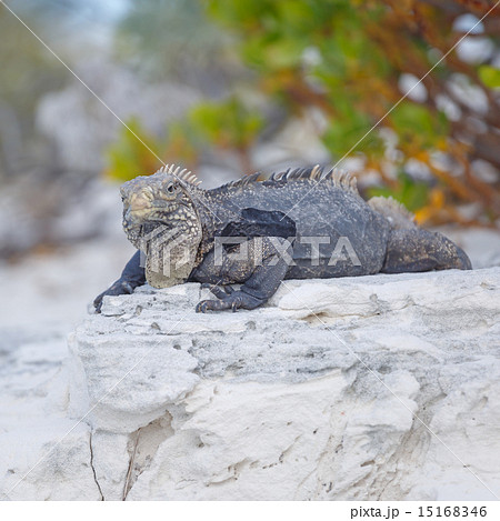 Island iguanas in wildlife. Cayo Largo 15168346