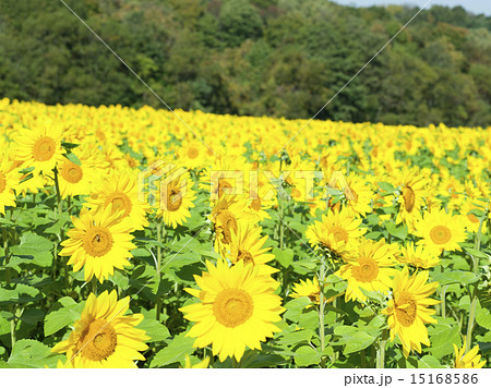 ヒマワリ ヒマワリ 15168586