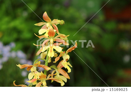 エビネ(海老根) エビネ(海老根) 15169025