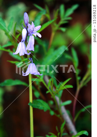 シラー・カンパニュラタ 15169218