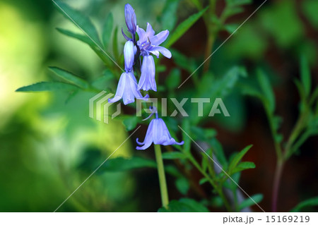 シラー・カンパニュラタ シラー・カンパニュラタ 15169219