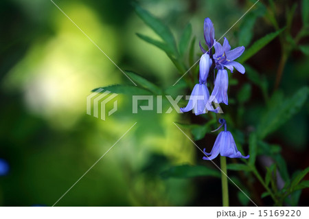 シラー・カンパニュラタ 15169220