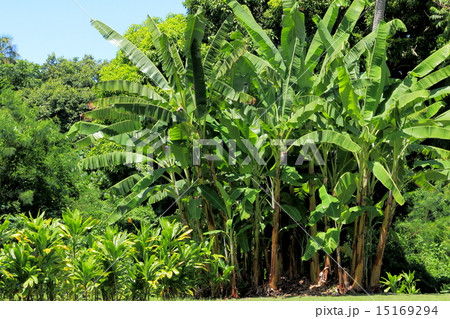 タヒチ タヒチ 15169294