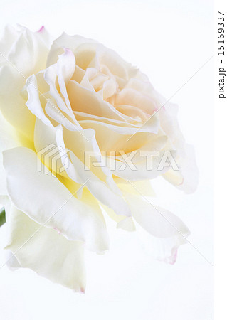花、薔薇、バラ 15169337