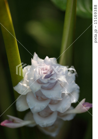 カラテア・アルビカンスの花 15169388