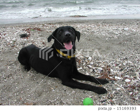 海辺の犬 15169393