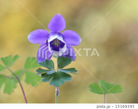 オダマキの花 オダマキの花 15169395