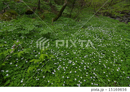 ニリンソウ 15169656