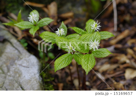 ヒトリシズカ ヒトリシズカ 15169657