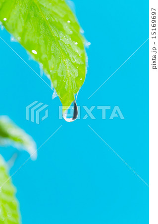 新緑のブナの葉 15169697