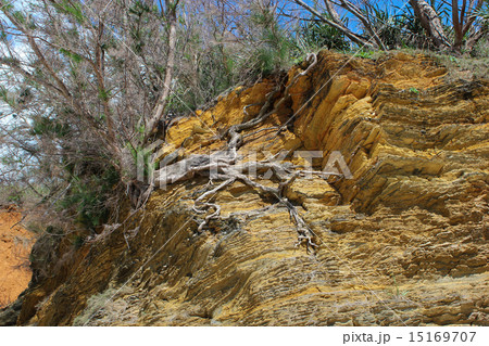 嘉陽層　地層 15169707