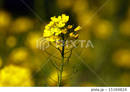 白菜の花 15169829