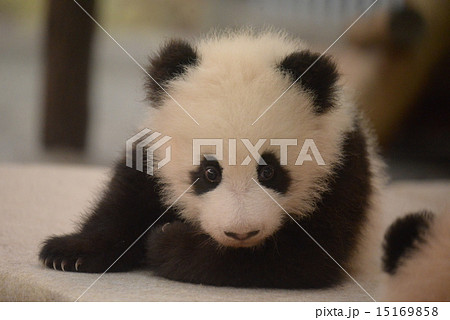 あかちゃんパンダ あかちゃんパンダ 15169858