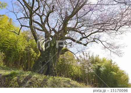 南成田の大ザクラ－０２ 15170096