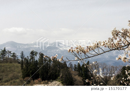 View on Azuma volcano over sakura blossom 15170177
