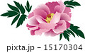 和柄・和風・牡丹・フラワー・花・ベクターイラスト 15170304