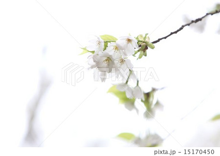桜 桜 15170450