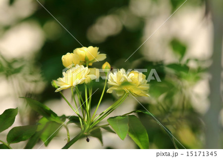 黄色いバラ モッコウバラ 木香茨 木香薔薇 の写真素材