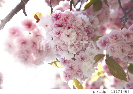 桜、花、 15171462