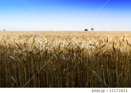 Wheat field under cloudscape Wheat field under cloudscape 15171621
