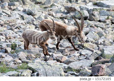 Deer ibex long horn sheep Steinbock 15172105