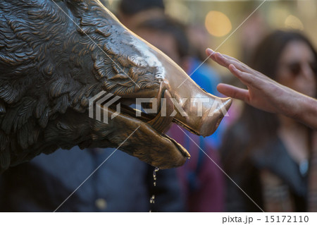 Hand touching fortune boar in Florence 15172110