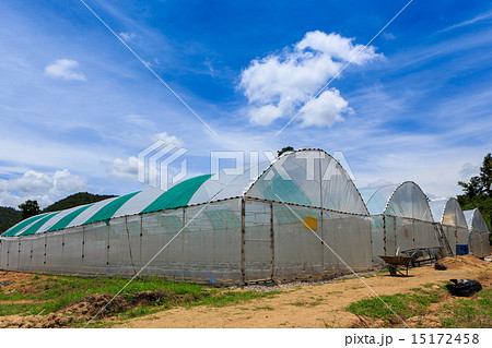 nursery water melon plant on green house nursery water melon plant on green house 15172458