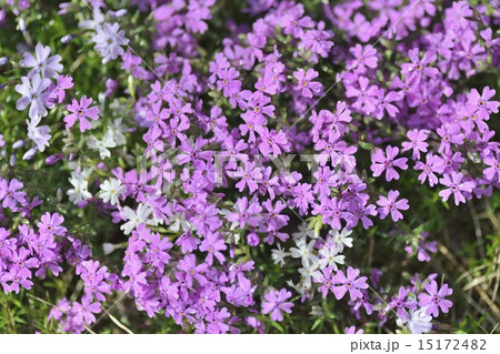 芝桜 芝桜 15172482