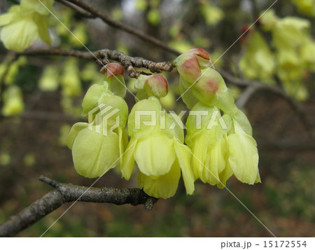 日向ミズキ 15172554