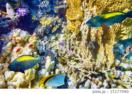 Underwater world with corals and tropical fish. 15177090