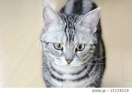 アメリカンショートヘア 15178319