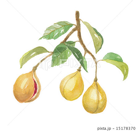 ナツメグ 15178370