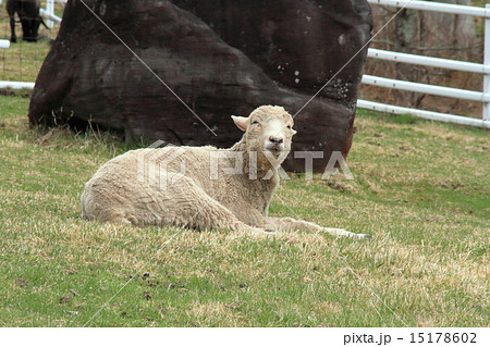 まきば公園のひつじ 15178602