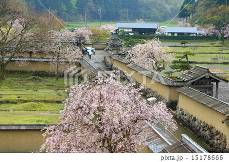 春の朝倉遺跡 春の朝倉遺跡 15178666